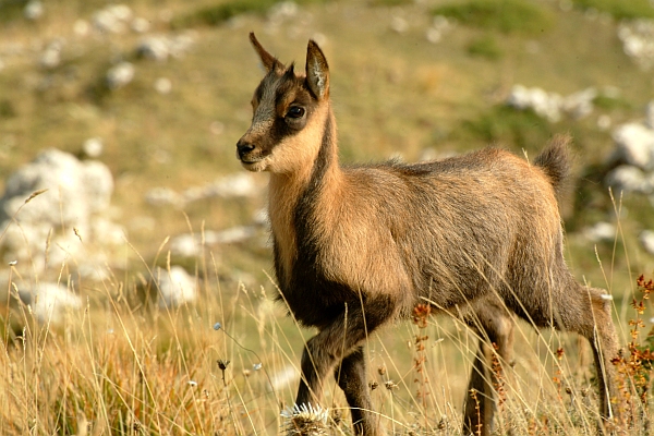 Camoscio d''Abruzzo Rupicapra pyrenaica ornata